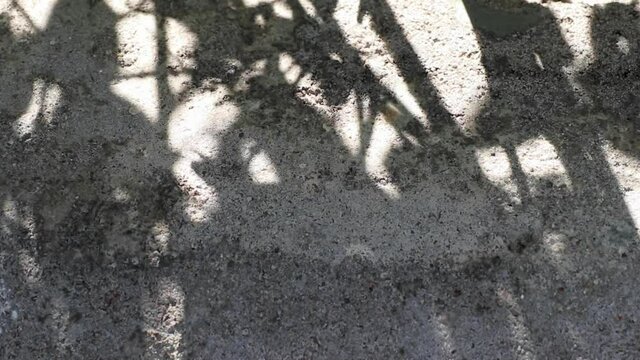 Abstract beauty and patterns in nature. Beautifully moving shadows of Wrightia antidysenterica tree reflected on a concrete floor.