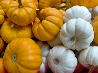 The orange and  white pile of pumpkins are displaying on the market for Halloween celebration