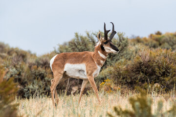 Naklejka na ściany i meble Prong Horn Antelope roaming Northern Utah.