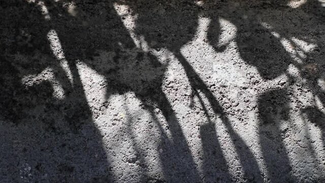 Abstract beauty and patterns in nature. Beautifully moving shadows of Wrightia antidysenterica tree reflected on a concrete floor.