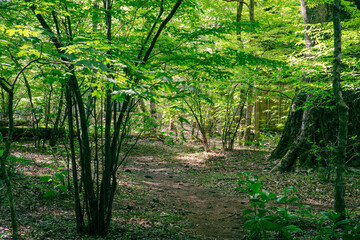 原生林の木漏れ日
