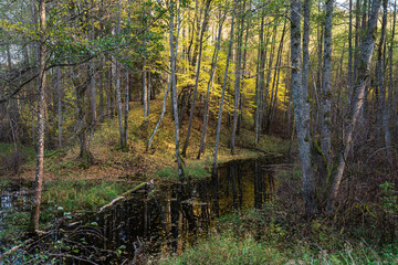 Forest in autumn with yellow leaves by the small river on a sunny autumn evening, Latvia.