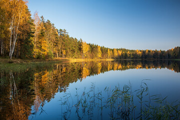 Forest in autumn with yellow leaves by the lake on a sunny autumn evening, Stikli, Latvia.