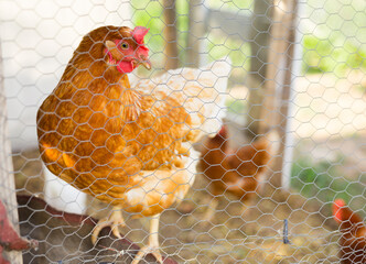 Chicken in chicken coop in the backyard of farm © JackF