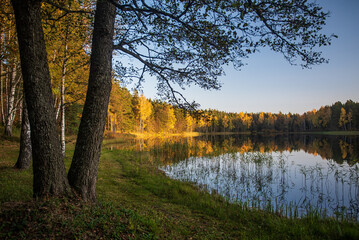Fototapeta na wymiar Forest in autumn with yellow leaves by the lake on a sunny autumn evening, Stikli, Latvia.