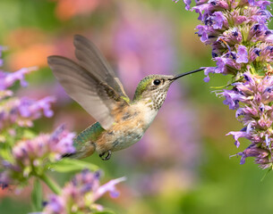Fototapeta na wymiar hummingbird, hummingbirds, birds