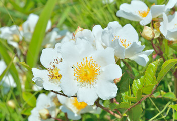 Flowers of white brier
