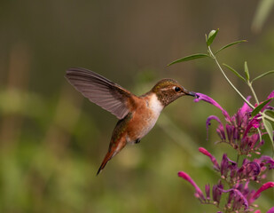 Obraz na płótnie Canvas hummingbird, hummingbirds, birds