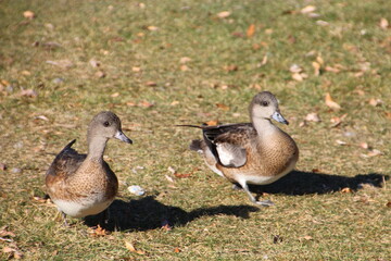 Ducks On Autumn Grass, William Hawrelak Park, Edmonton, Alberta