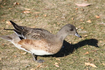 Calm Duck On Land, William Hawrelak Park, Edmonton, Alberta