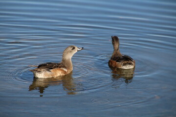 Obraz premium Ducks On Blue Water, William Hawrelak Park, Edmonton, Alberta