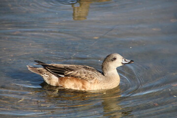 Happy Little Duck, William Hawrelak Park, Edmonton, Alberta