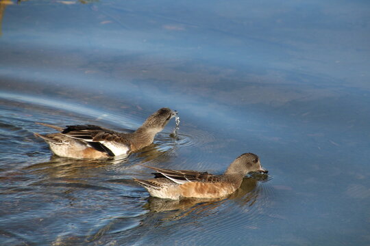 Ducks On The Lake, William Hawrelak Park, Edmonton, Alberta