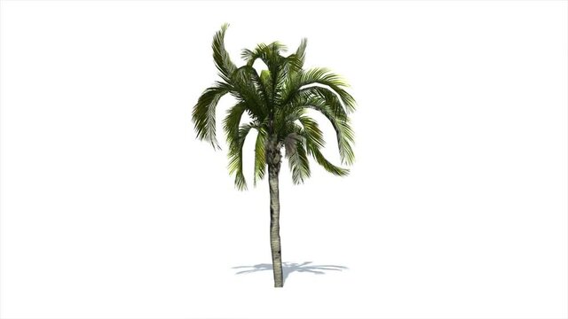 Coconut palm tree moving in the wind on white background with alpha matte. 3D realistic tree isolated with alpha channel to be used for architecture visualization or motion graphics.