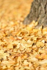 Field covered with yellow leaves of ginkgo