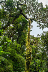 Tropical Plants, flowers and trees growing together in Costa Rica, Monteverde rainforest.