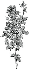 Black and white sketch of rose