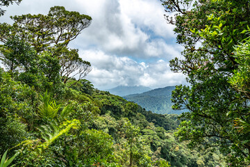 Tropical plants and trees combinations in Costa Rica, Monteverde rainforest.