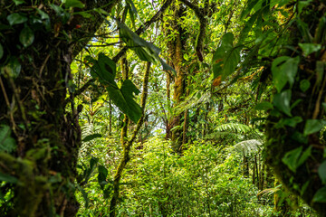 Tropical plants and trees combinations in Costa Rica, Monteverde rainforest.