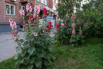 Blooming bushes of pink and red Mallow or Stockrose (Alcea rosea L.) grow near the apartment building on a summer day.
