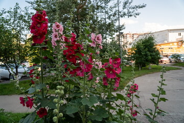 Fototapeta na wymiar Blooming bushes of pink and red Mallow or Stockrose (Alcea rosea L.) in an urban environment on a summer day.