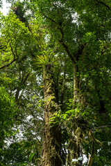 Tropical plants and trees combinations in Costa Rica, Monteverde rainforest.