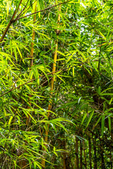 Bamboo plants in Costa Rica.