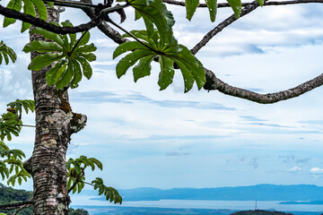 tree on the beach with mountains in Costa Rica, Monteverde