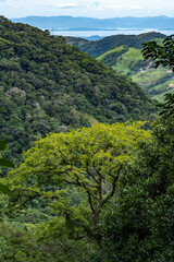 Fototapeta na wymiar green rainforest in the mountains, in Costa Rica, Monteverde