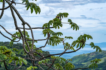 tree branches with ocean view in the mountains in Costa Rica, Monteverde