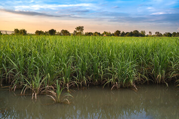 Flood-hit sugarcane farm sugar cane farm in thailand.