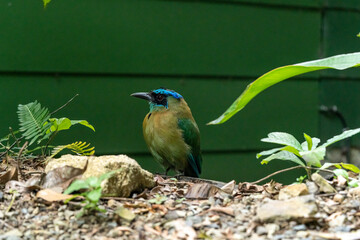 Tropical rare Bird in Costa Rica