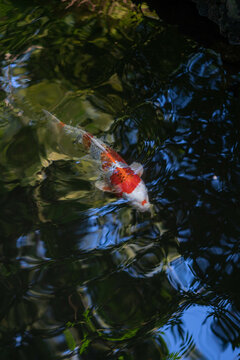 carp, fish,pond,red,orange,japanese carp, koi,colorful
鯉,白赤鯉,池,鑑賞