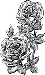black and white roses flower