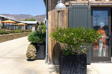 Potted plant on a sidewalk with a store display of a manikin and mountains in the distance