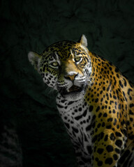 portrait of a leopard