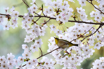 桜の木で上を向くメジロ