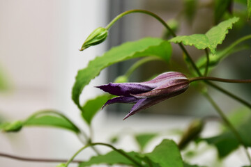窓際のクレマチスのつぼみ