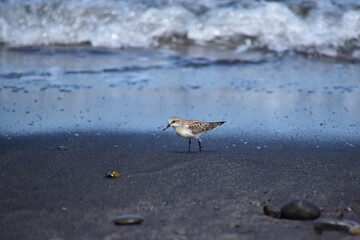 波打ち際に立つトウネン