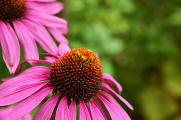 庭のエキナセア