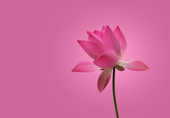 Isolated pink waterlily or lotus flower with clipping paths.