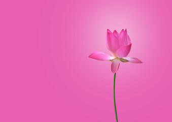 Obraz premium Isolated pink waterlily or lotus flower with clipping paths.