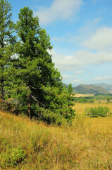 Fototapeta premium A tall pine tree on a hillside overlooking a picturesque valley on a sunny summer day.