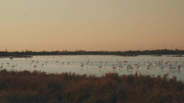 Beautiful Italian Sunset in Comacchio Valley with Flamingos flying over a Saltern