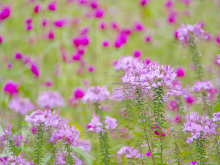 Fototapeta premium 秋の花壇3