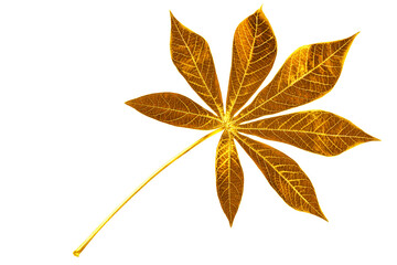 Golden leaves white background isolated closeup, yellow metal cassava leaf, gold flower decoration,...