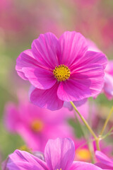 【花】コスモス・秋桜【季節】