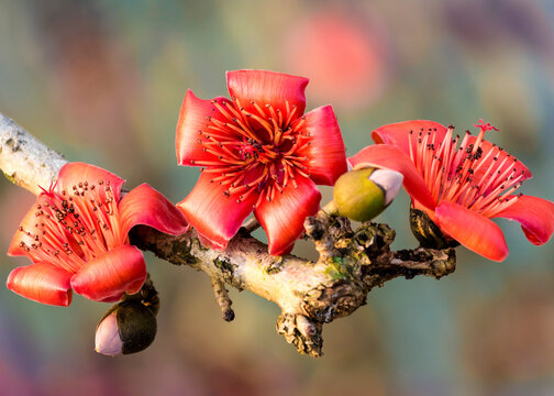 Close-up of bombax ceiba flowers
