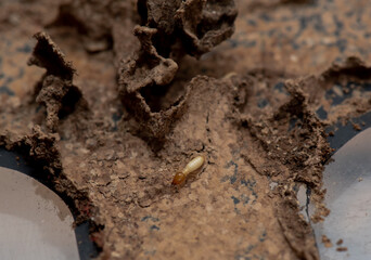 Close up of Termites Eating wood, (Termite damage house)