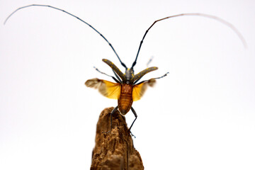 キホシカミキリムシのクローズアップ写真